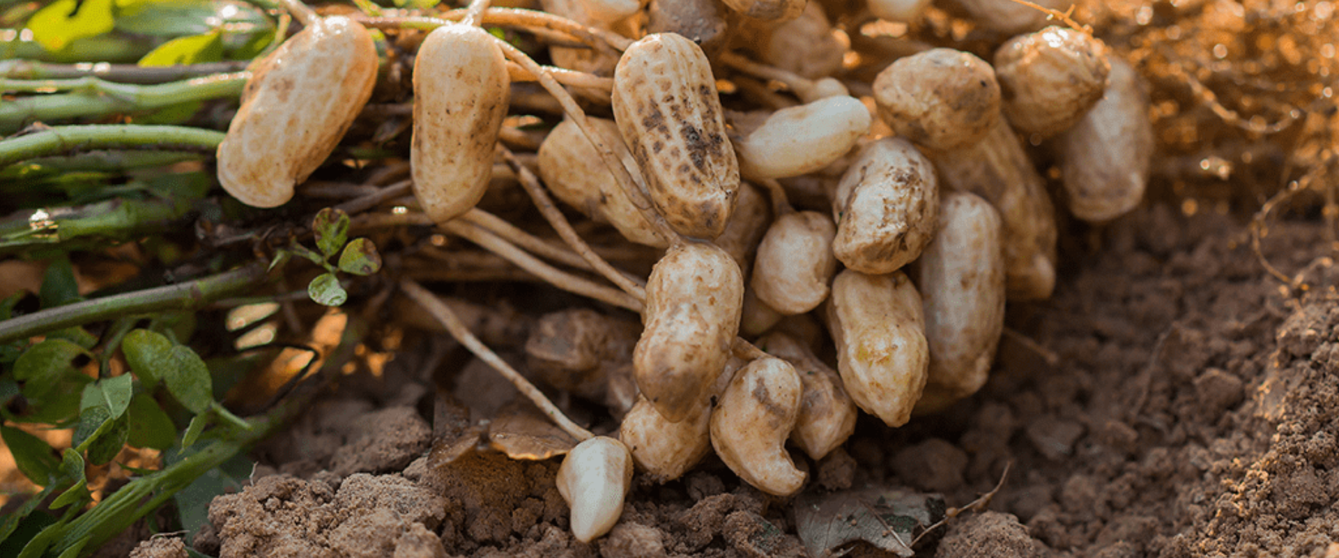 Ground Nut