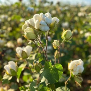 Cotton - કપાસ