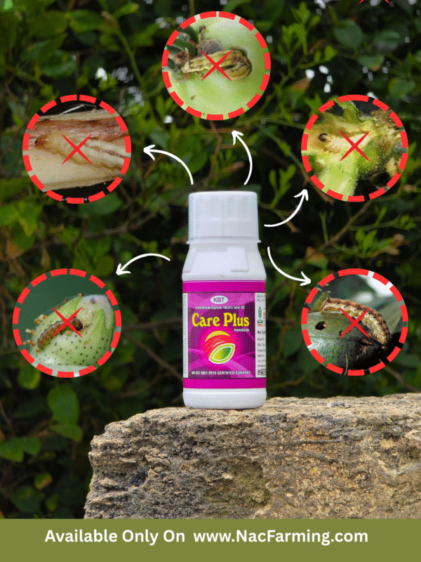 CARE PLUS - Image 2