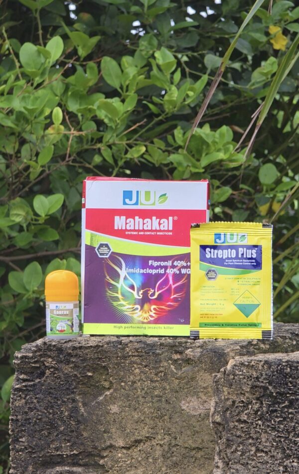 MAHAKAL + GAURAV + STREPTO PLUS