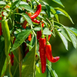 Chilli - મરચી