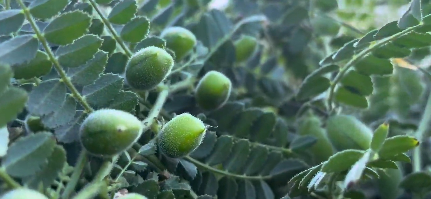 ચણા નો એક અલગ નજારો 🌾❤️ National Agro Center 📞9427556864(1080P_60FPS)(2)