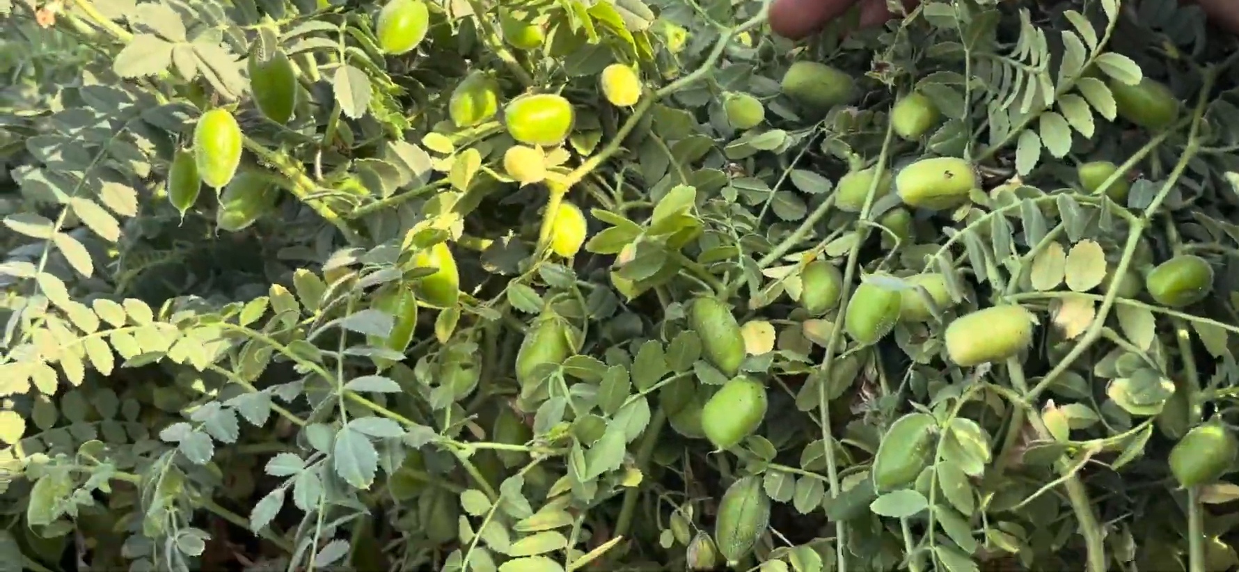 ચણા નો એક અલગ નજારો 🌾❤️ National Agro Center 📞9427556864(1080P_60FPS)(3)