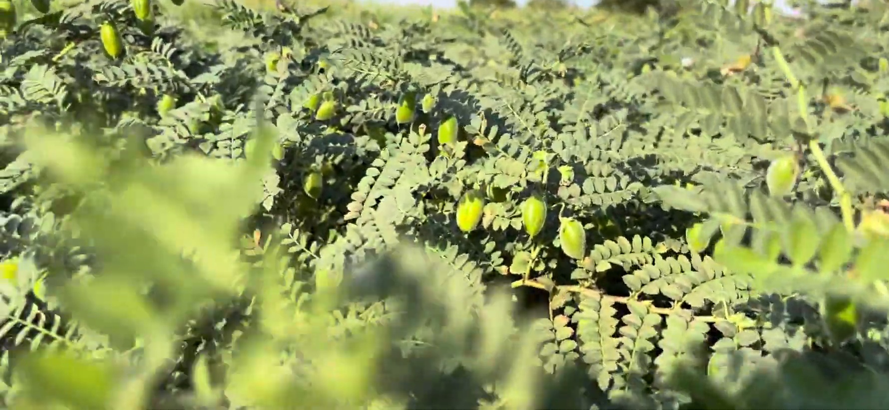 ચણા નો એક અલગ નજારો 🌾❤️ National Agro Center 📞9427556864(1080P_60FPS)(4)