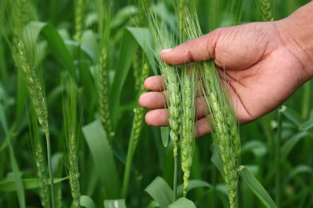 WhatsApp Image 2026-02-16 at 9.47.31 PM (2)