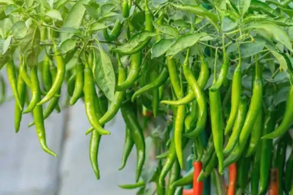 WhatsApp Image 2026-02-16 at 9.47.32 PM (2)