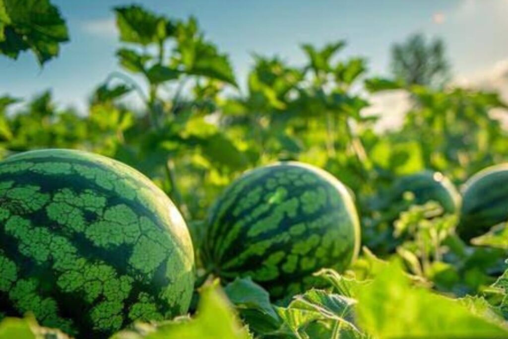 WhatsApp Image 2026-03-01 at 12.17.16 PM