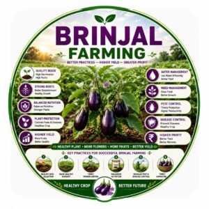 Brinjal Farming