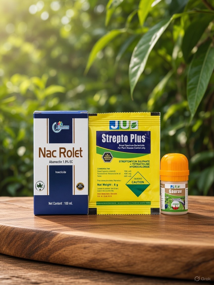 Rolet, Strepto Plus and Gaurav combo